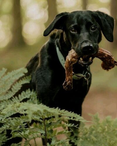 Anco Naturals Turkey Necks - Dog Treat