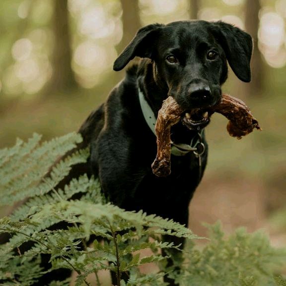 Anco Naturals Turkey Necks - Dog Treat