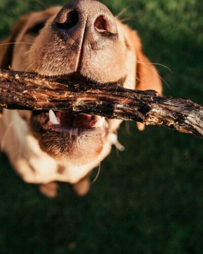 Anco Naturals Duck Neck Dog Treat