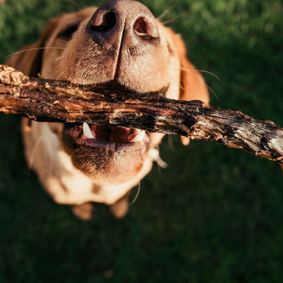 Anco Naturals Duck Neck Dog Treat