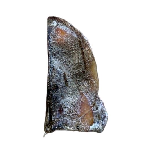 Anco Moon Bone - Image 4