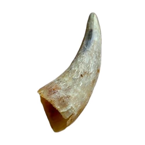 Anco Naturals Empty Cow Horn - Natural Dog Treat - Image 3