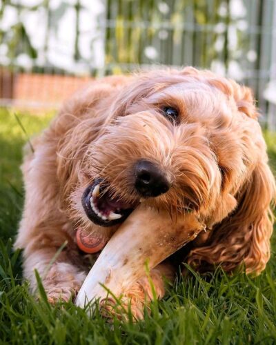 Anco Naturals Empty Cow Horn - Natural Dog Treat