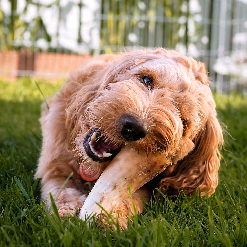 Anco Naturals Empty Cow Horn - Natural Dog Treat