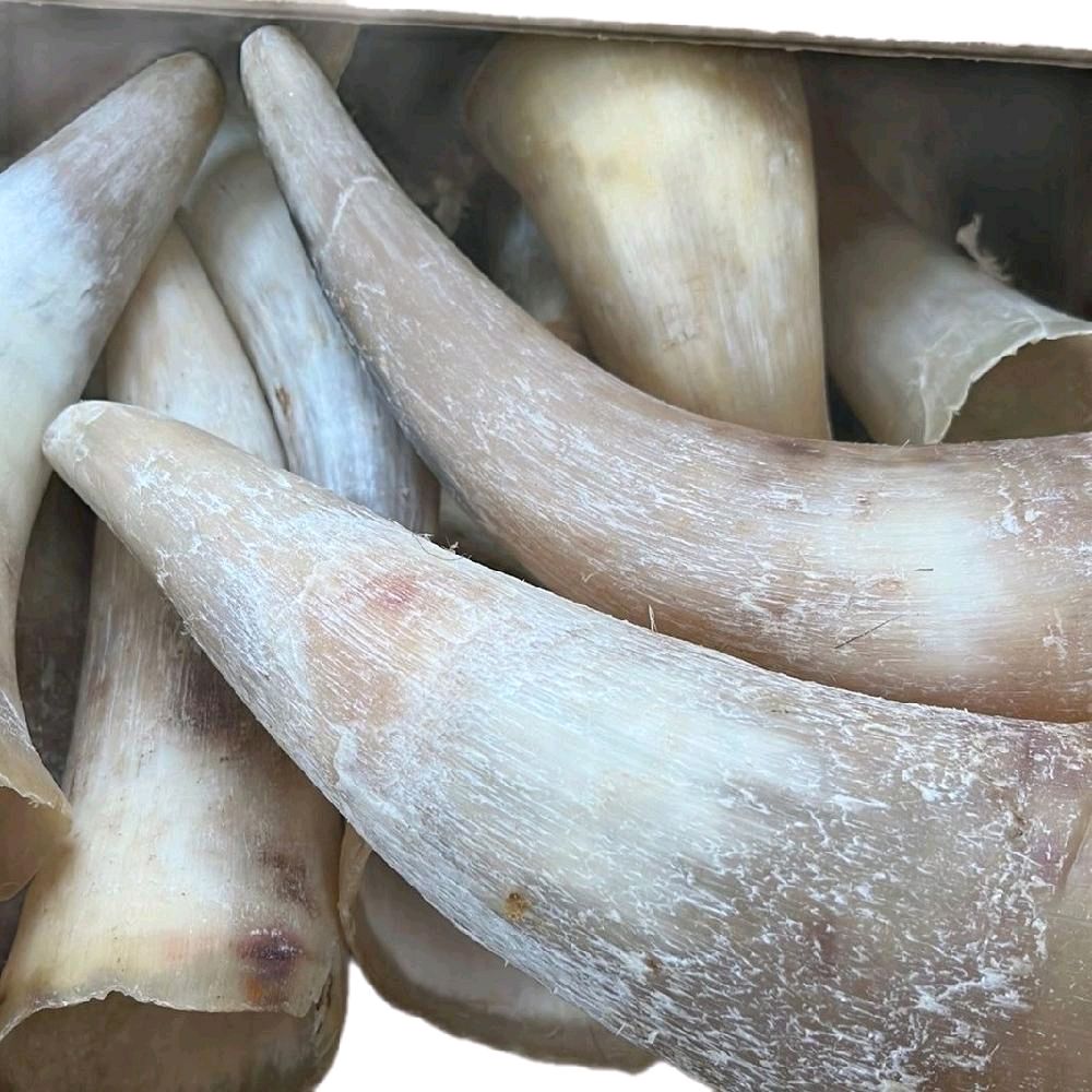 Anco Naturals Empty Cow Horn - Natural Dog Treat - Image 2