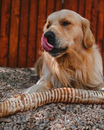 Anco Naturals Giant Bully Tube for Dogs