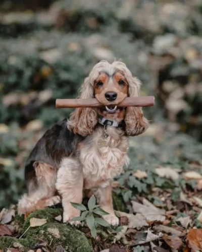 Anco Naturals Bully Stick