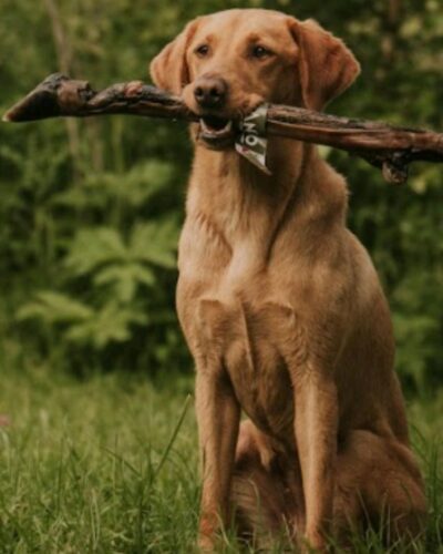 Anco Naturals Hairy Deer Leg - Dog Chew