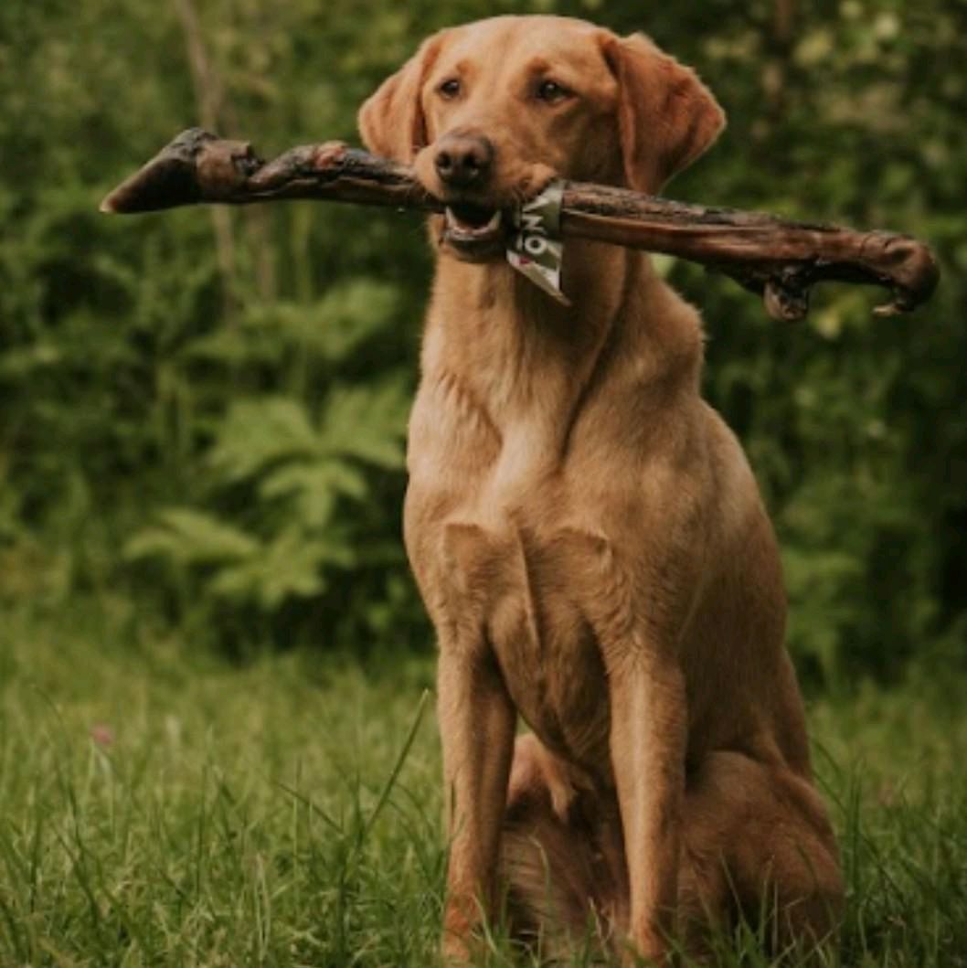 Anco Naturals Hairy Deer Leg - Dog Chew