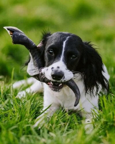 Anco Naturals Goat Horn Dog Treat