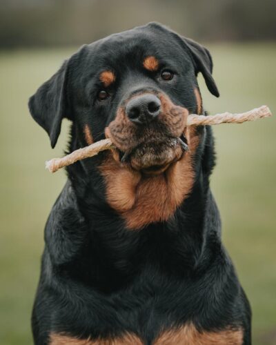 Tasty Anco Bully Twist Natural Dog Treat (1)