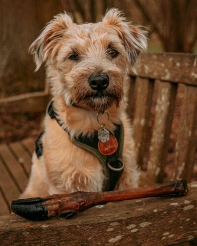 Anco Naturals Roe Deer Leg (1) - Natural Dog Treat
