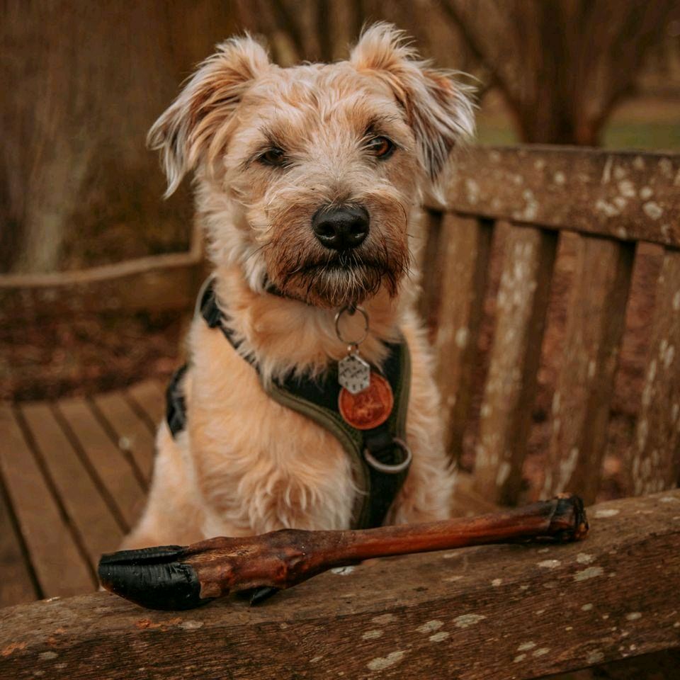 Anco Naturals Roe Deer Leg (1) - Natural Dog Treat