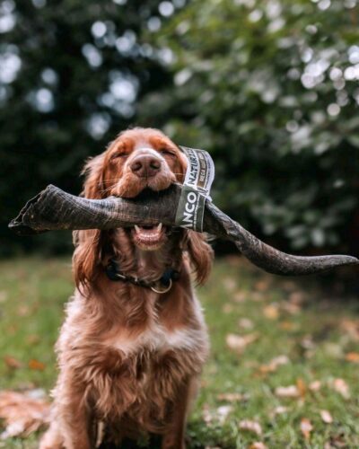 Anco Naturals Mega Goat Horn - Long-lasting and Satisfying Dog Chew for All Breeds