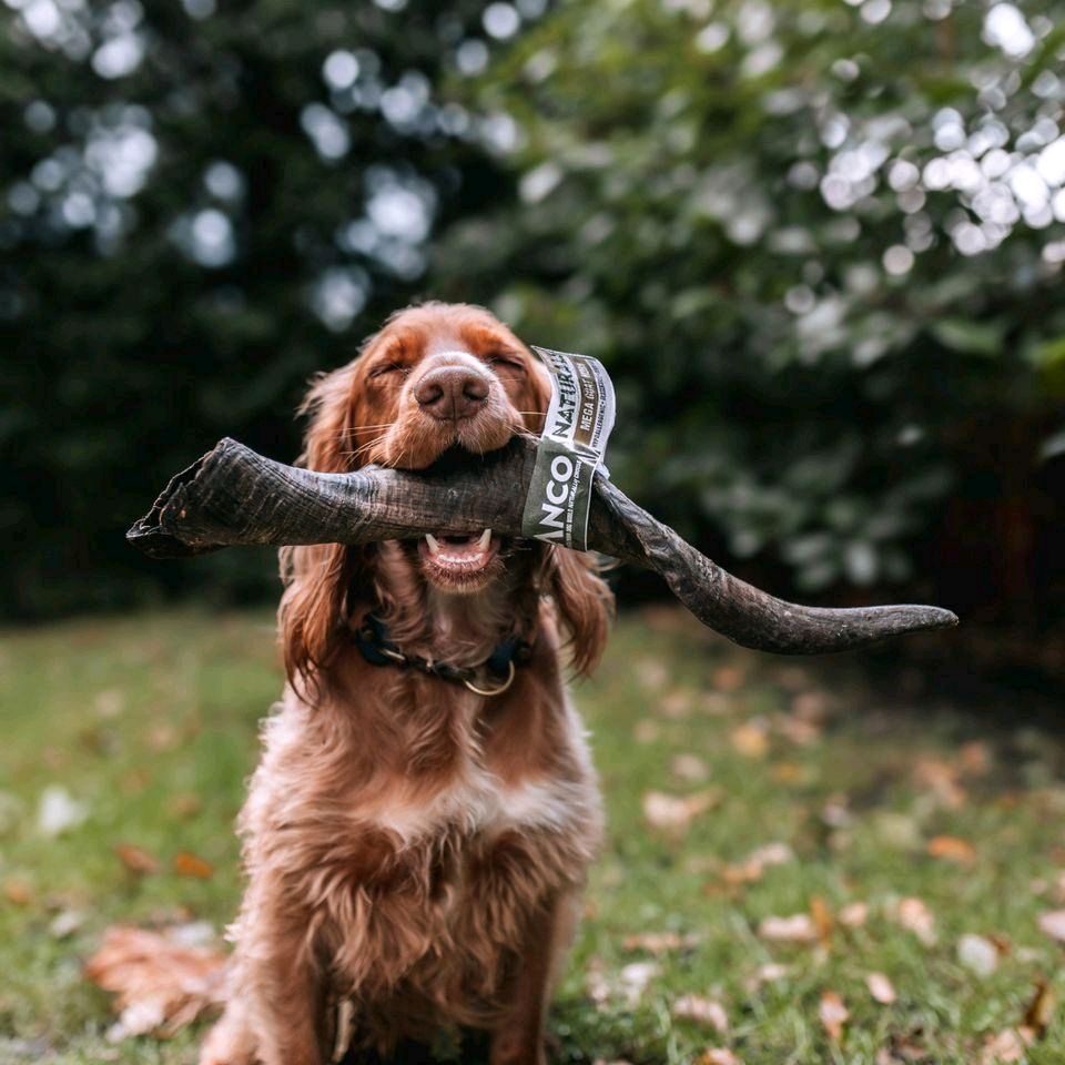 Anco Naturals Mega Goat Horn - Long-lasting and Satisfying Dog Chew for All Breeds