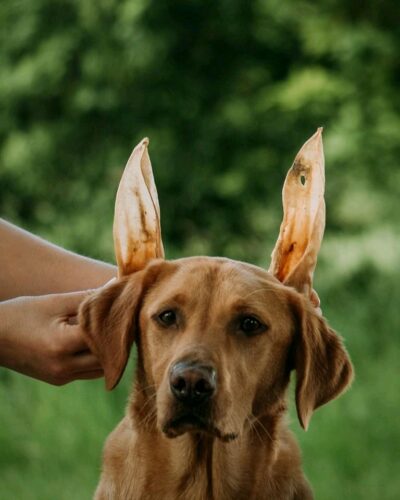 Anco Naturals Goat Ear (1)- Natural Dog Chew