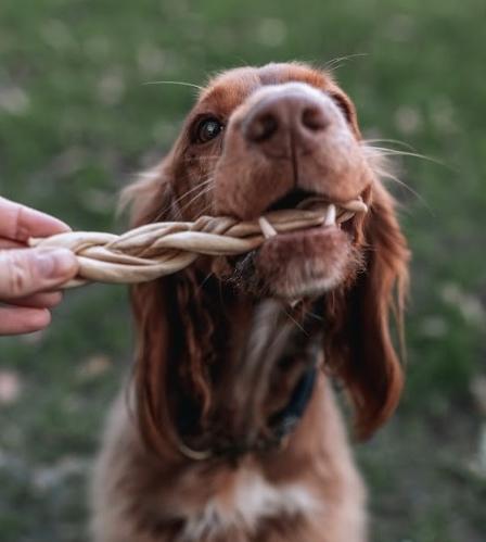 Anco Naturals Goat Braid Medium (1) - Natural Dog Chew