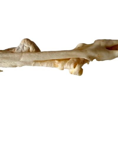 Anco Naturals Medium Lamb Ear Stick