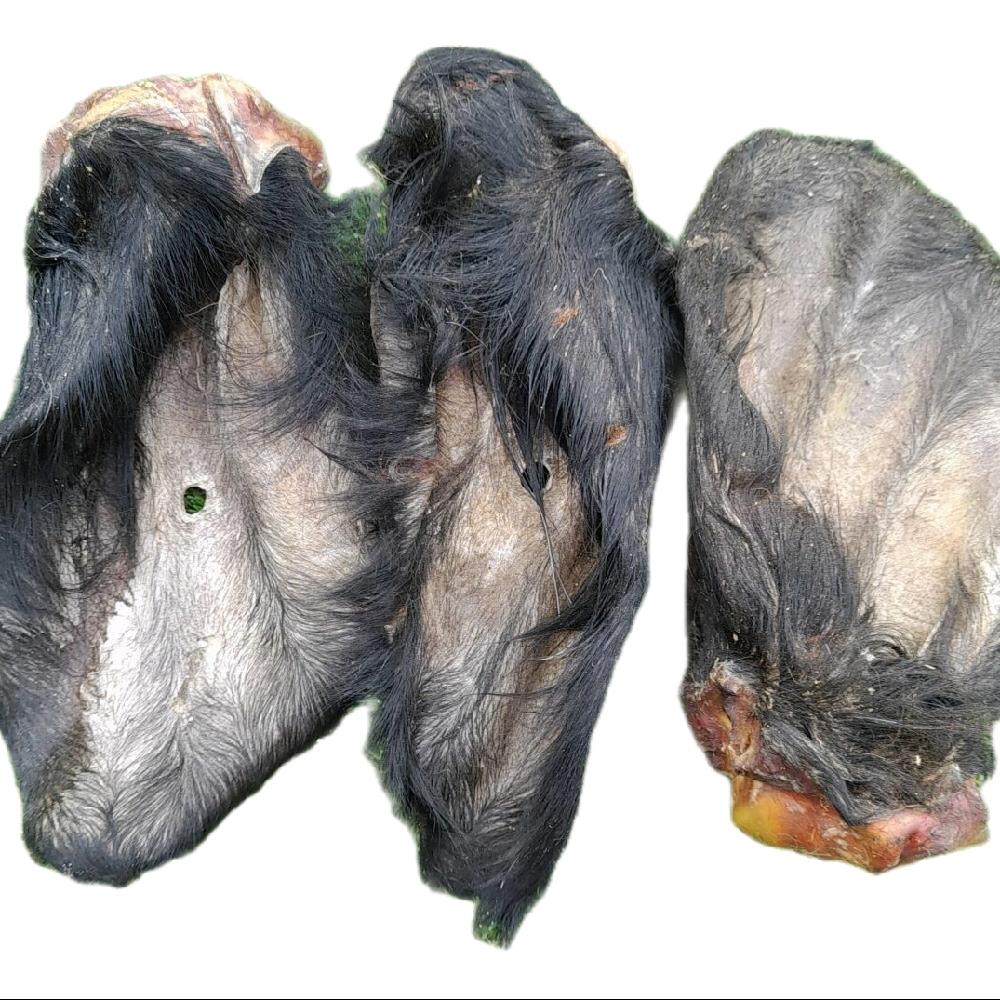 Anco Naturals Hairy Cow Ear - Natural Dog Treat - Image 4