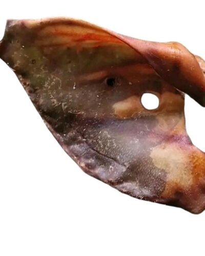 Paddock Farm XL Pigs Ear (1) - Natural Dog Treat