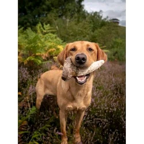 Anco Naturals Cow Horn Marrow - Natural Dog Treat for Healthy Teeth and Gums - Image 3