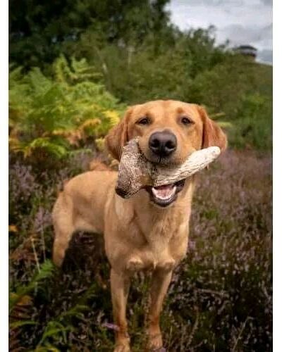 Anco Naturals Cow Horn Marrow - Natural Dog Treat for Healthy Teeth and Gums