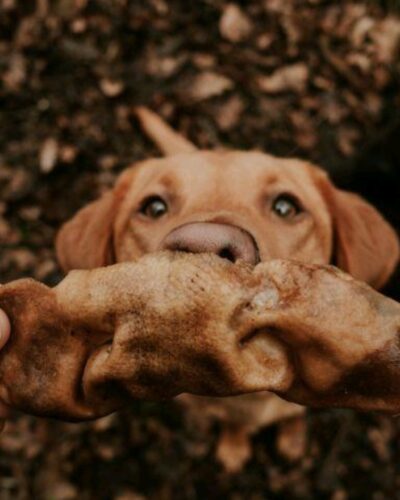 Anco Naturals Bully Snout natural dog treat